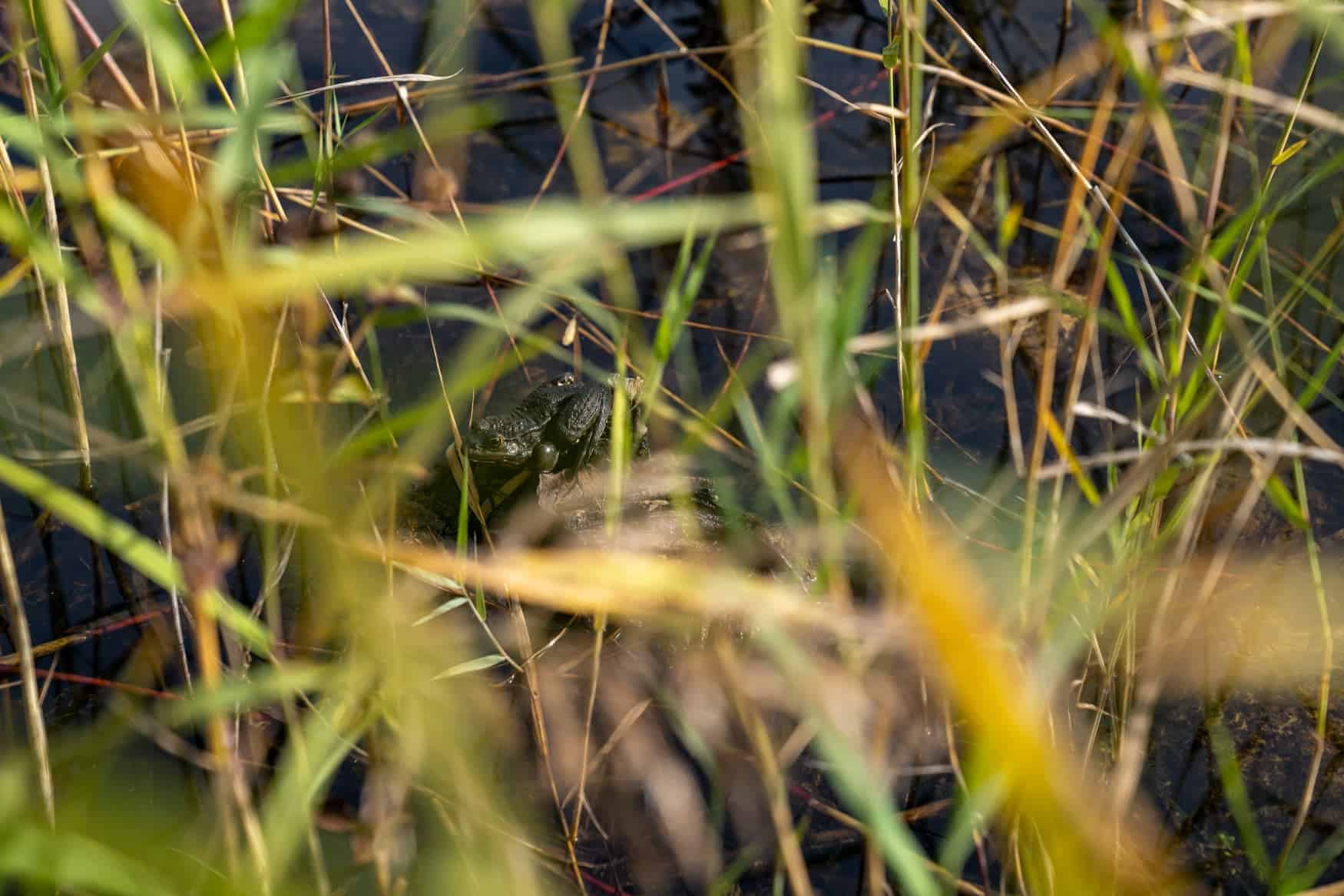 Sony Alpha 7R VI Camera Test Frog Full