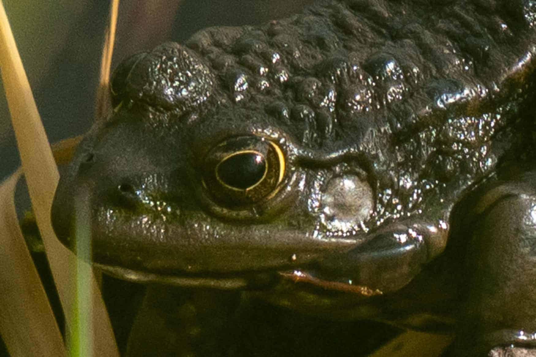 Sony Alpha 7R VI Camera Test Frog Zoom