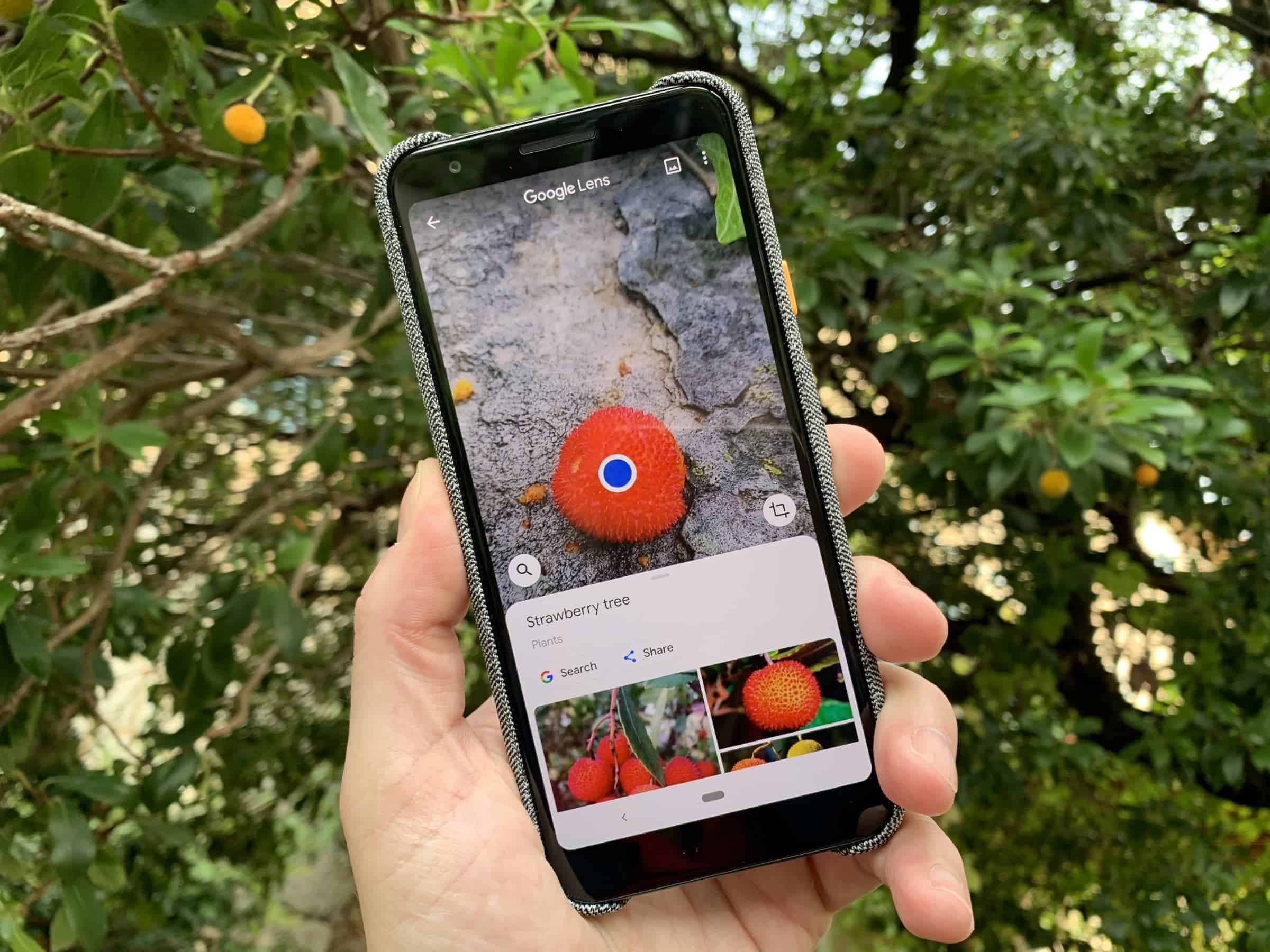 Mallorca with Google Techgarage Trip Strawberry Tree Google Lens